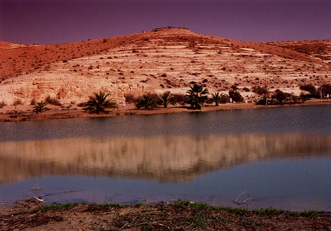 Oasis in the Judean Desert