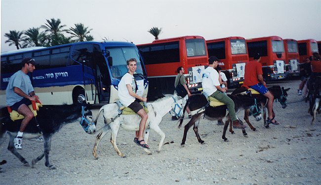 Donkey Riding at the Bedouin Village